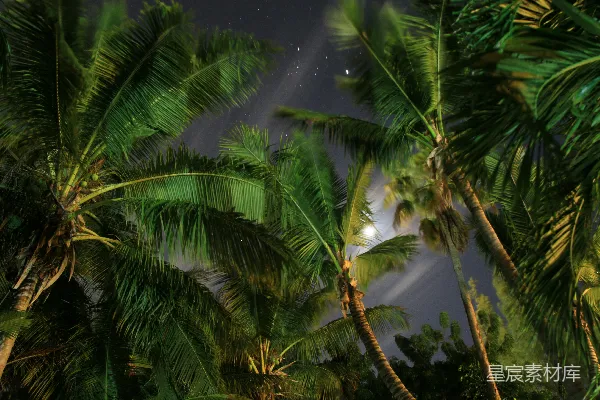 高清摄影 夜色中的椰子树