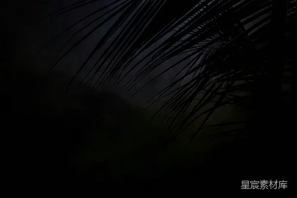 高清摄影 月夜下的棕榈叶
