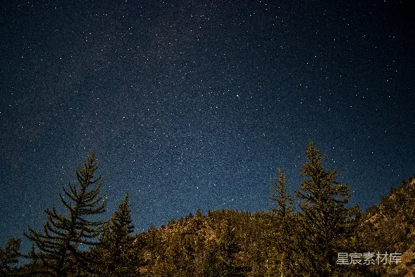 高清摄影 星空中静谧的森林
