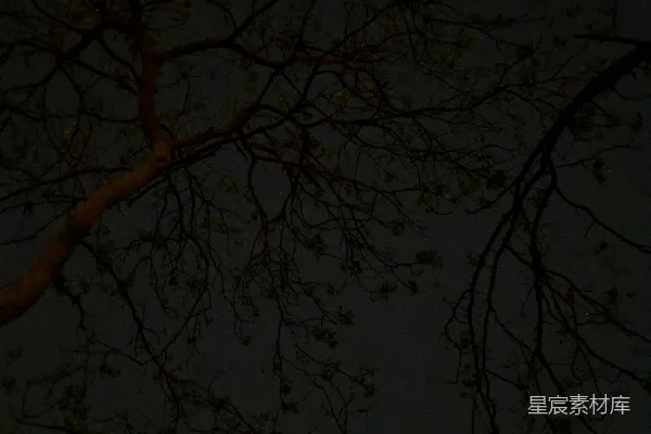 高清摄影 夜幕下的树影