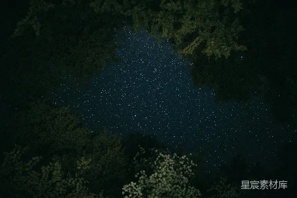 高清摄影 树梢下的星空