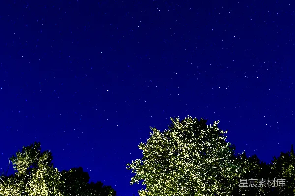 高清摄影 夜空下的树梢