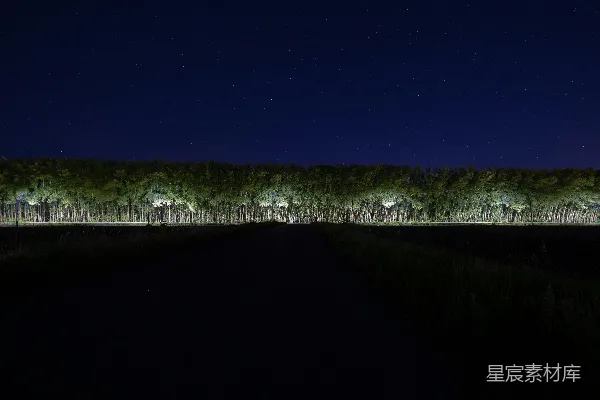 高清摄影 夜幕下的森林小径