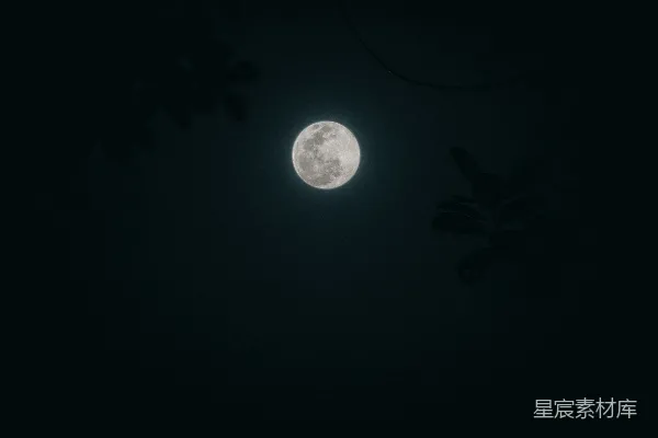 高清摄影 月夜下的树影