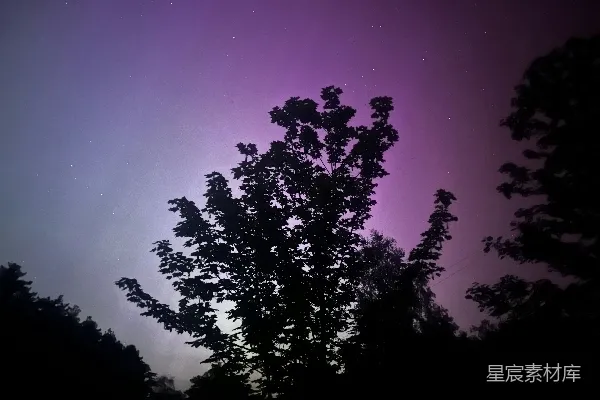高清摄影 夜空下的树影