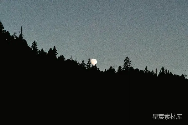 高清摄影 月升林梢，宁静夜景