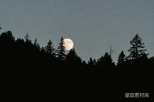 高清摄影 夜幕下的森林与明月