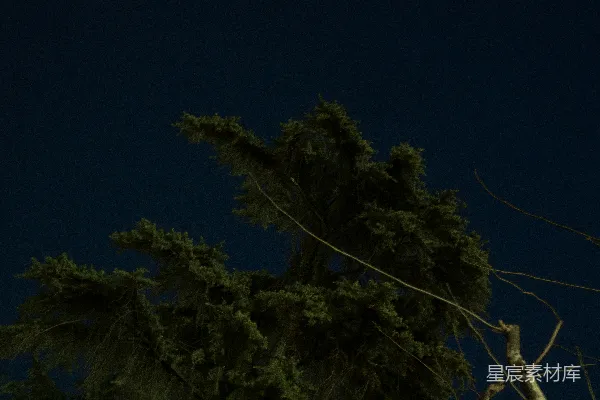 高清摄影 夜幕下的松树