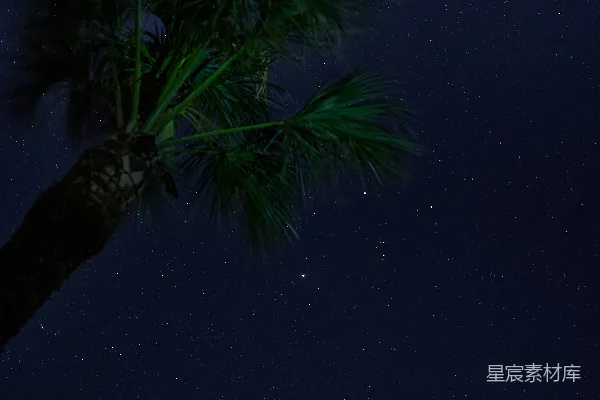 高清摄影 夜空下的棕榈树