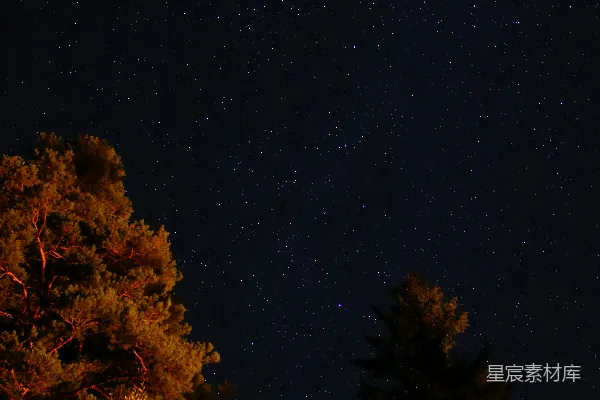 高清摄影 星夜下的松树