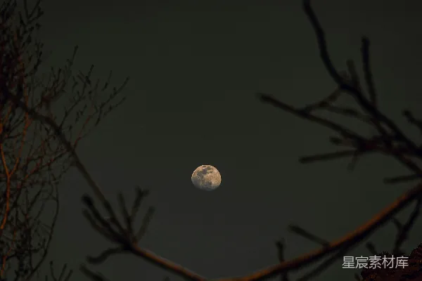 高清摄影 月夜下的枯树枝