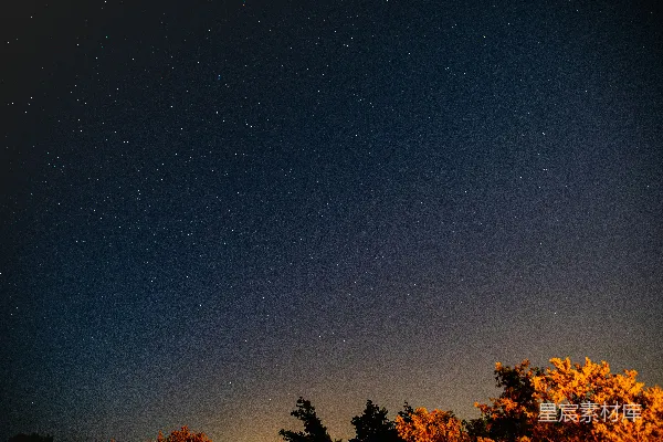 高清摄影 夜空下的树梢