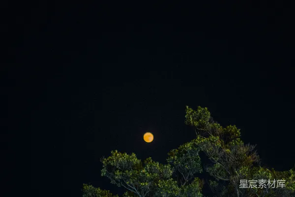 高清摄影 夜空下的树与月亮