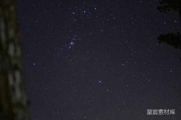 高清摄影 夜空下的树影与星河