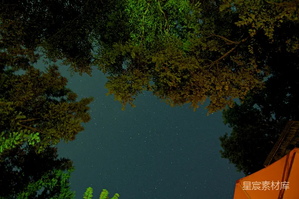 高清摄影 夜空下的树梢