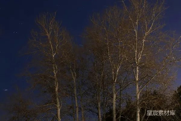 高清摄影 夜空下的树