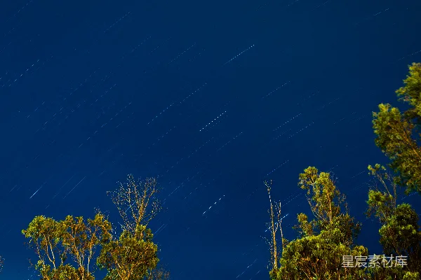 高清摄影 夜空星轨与树梢