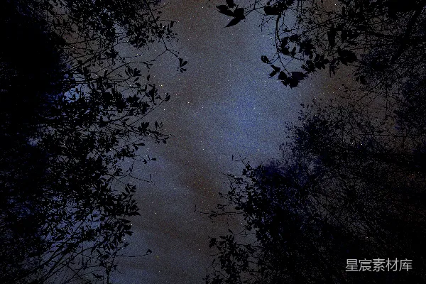 高清摄影 夜空中繁星点点与树梢剪影