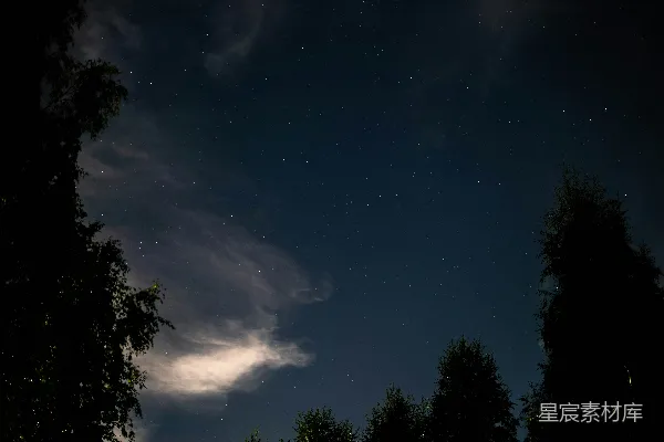 高清摄影 夜空下的树梢