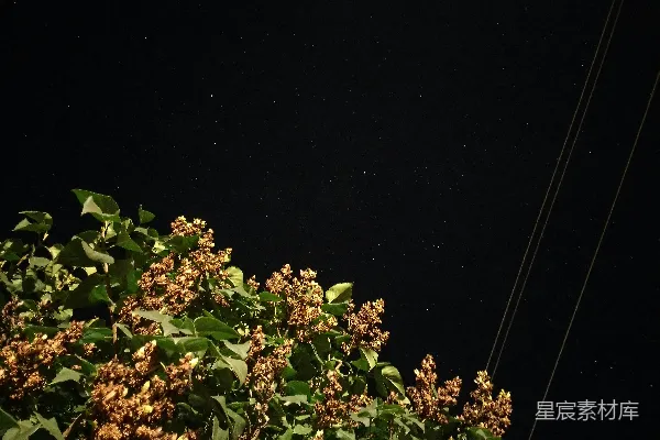 高清摄影 夜空下的花丛