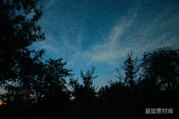 高清摄影 夜空下的树梢