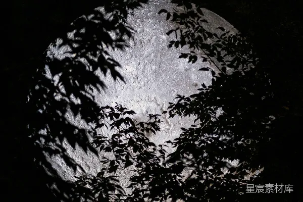 高清摄影 月球与树影的夜景