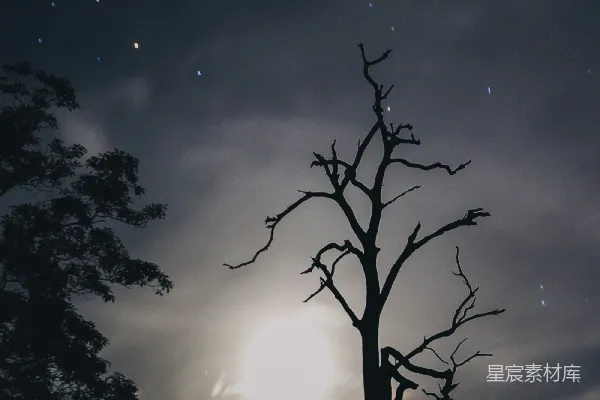 高清摄影 月夜下的枯树
