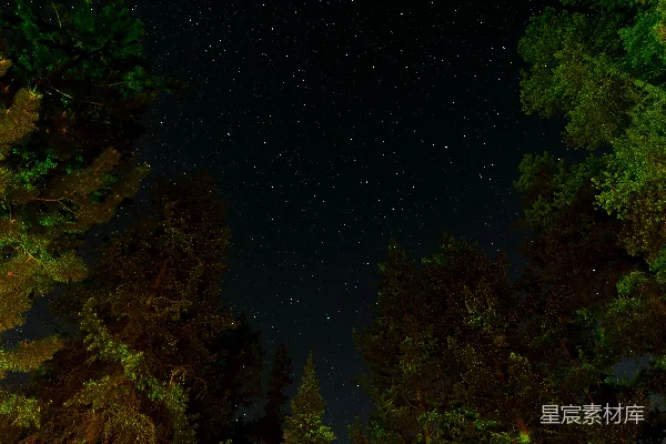 高清摄影 夜空中闪烁的星星与松树