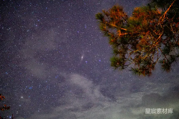 高清摄影 夜空下的松枝与繁星