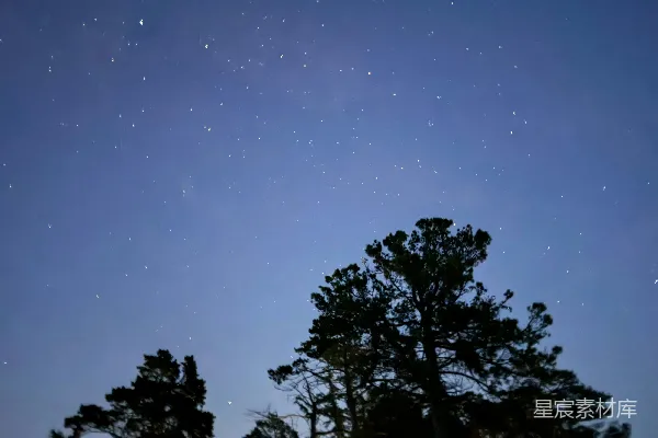 高清摄影 星空下的松树