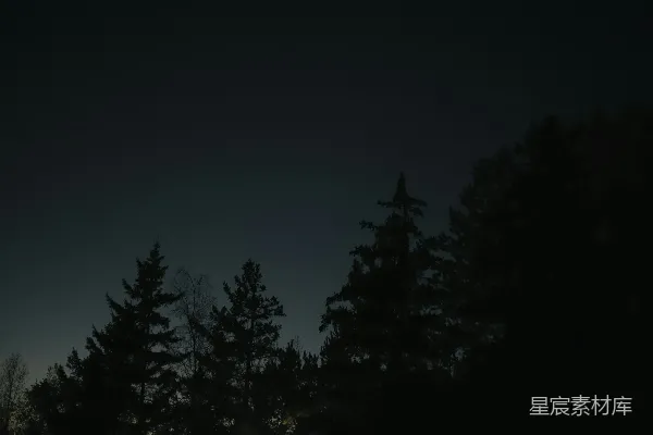 高清摄影 夜幕下的松林剪影