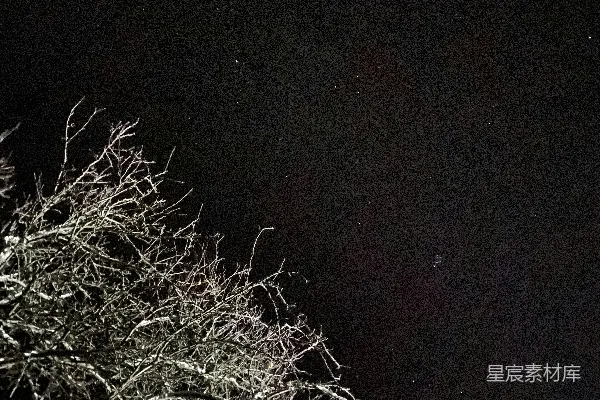 高清摄影 夜空下的树枝