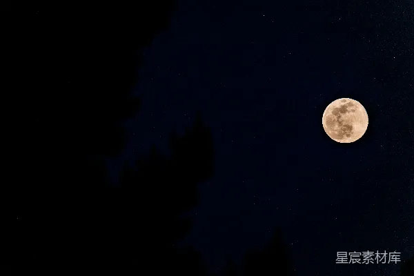 高清摄影 月夜下的树影