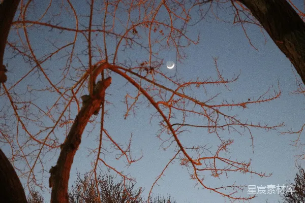 高清摄影 月夜下的枯树