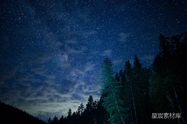 高清摄影 夜空下的森林