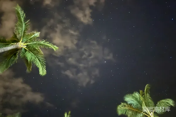 高清摄影 夜空下的椰子树