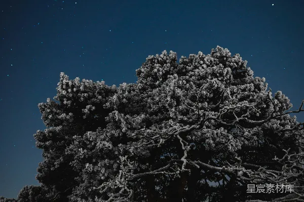 高清摄影 雪夜松树下的星空