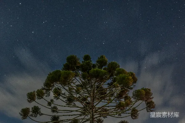 高清摄影 夜空下的孤独树