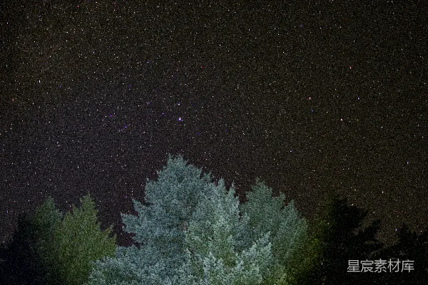 高清摄影 夜空下的森林