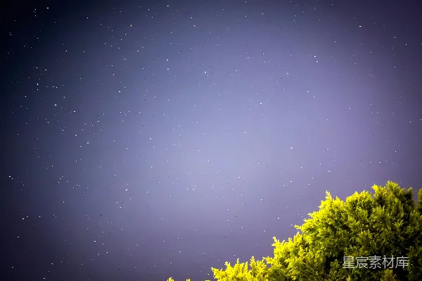 高清摄影 夜空下的绿色灌木