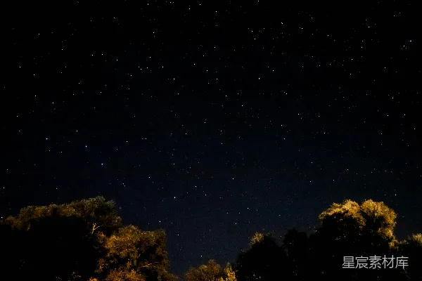 高清摄影 夜空下的星光与树梢
