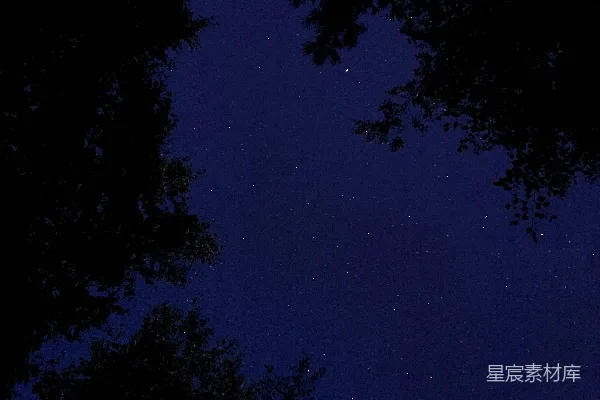 高清摄影 夜空下的树影