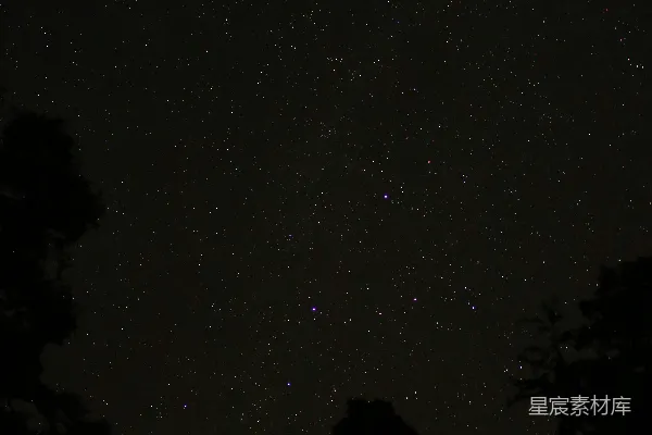 高清摄影 夜空下的树梢与繁星