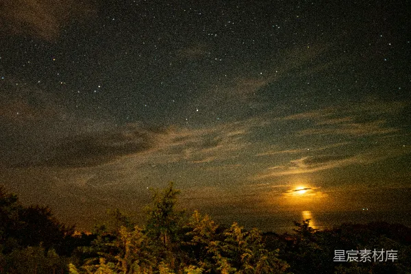 高清摄影 月夜下的森林与星空