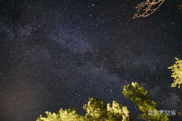 高清摄影 璀璨星空下的树梢