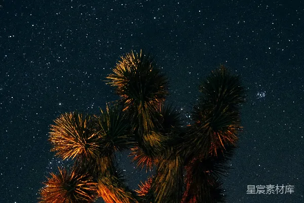 高清摄影 夜空下的尤因塔树