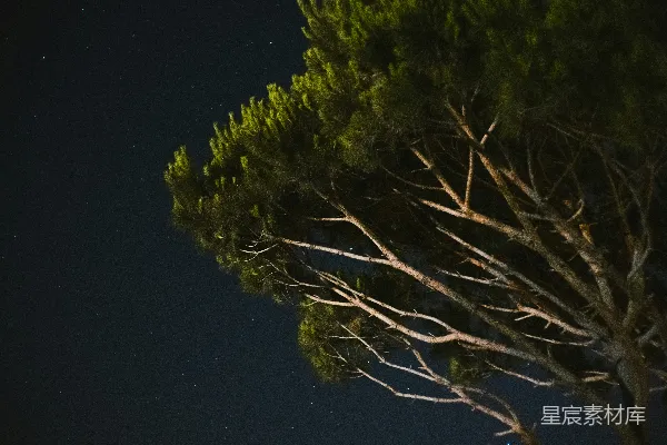 高清摄影 夜空下的松树