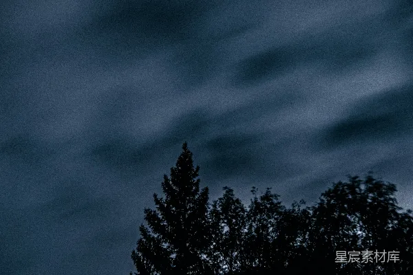 高清摄影 夜幕下的树影