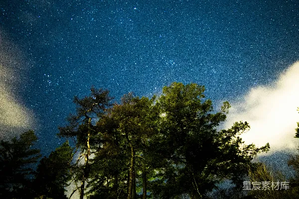 高清摄影 夜空下的森林