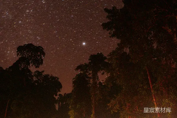 高清摄影 夜空下的林间小路